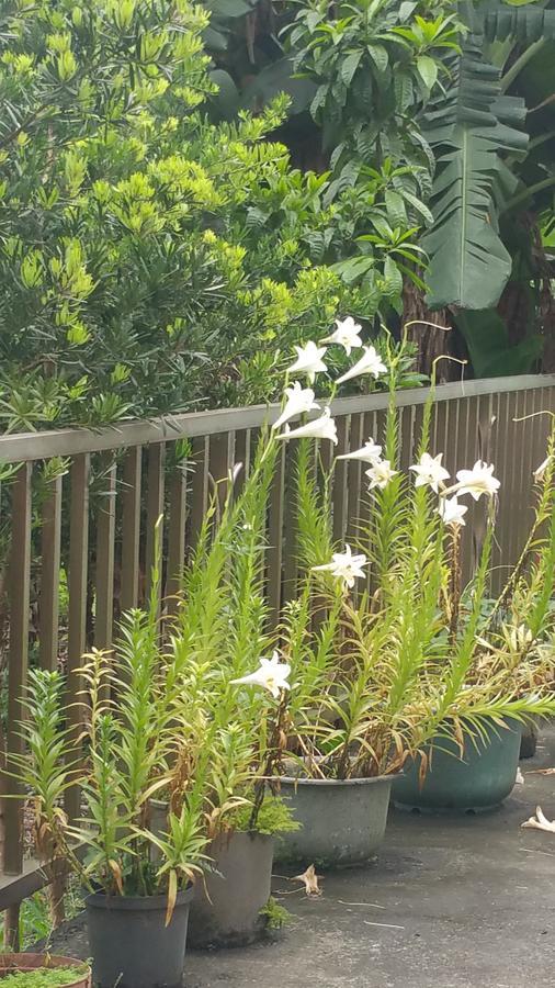 A-Ma Homestay Fenglin Esterno foto